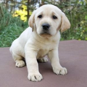 Meet your Posher, Gracie